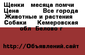 Щенки 4 месяца-помчи › Цена ­ 5 000 - Все города Животные и растения » Собаки   . Кемеровская обл.,Белово г.